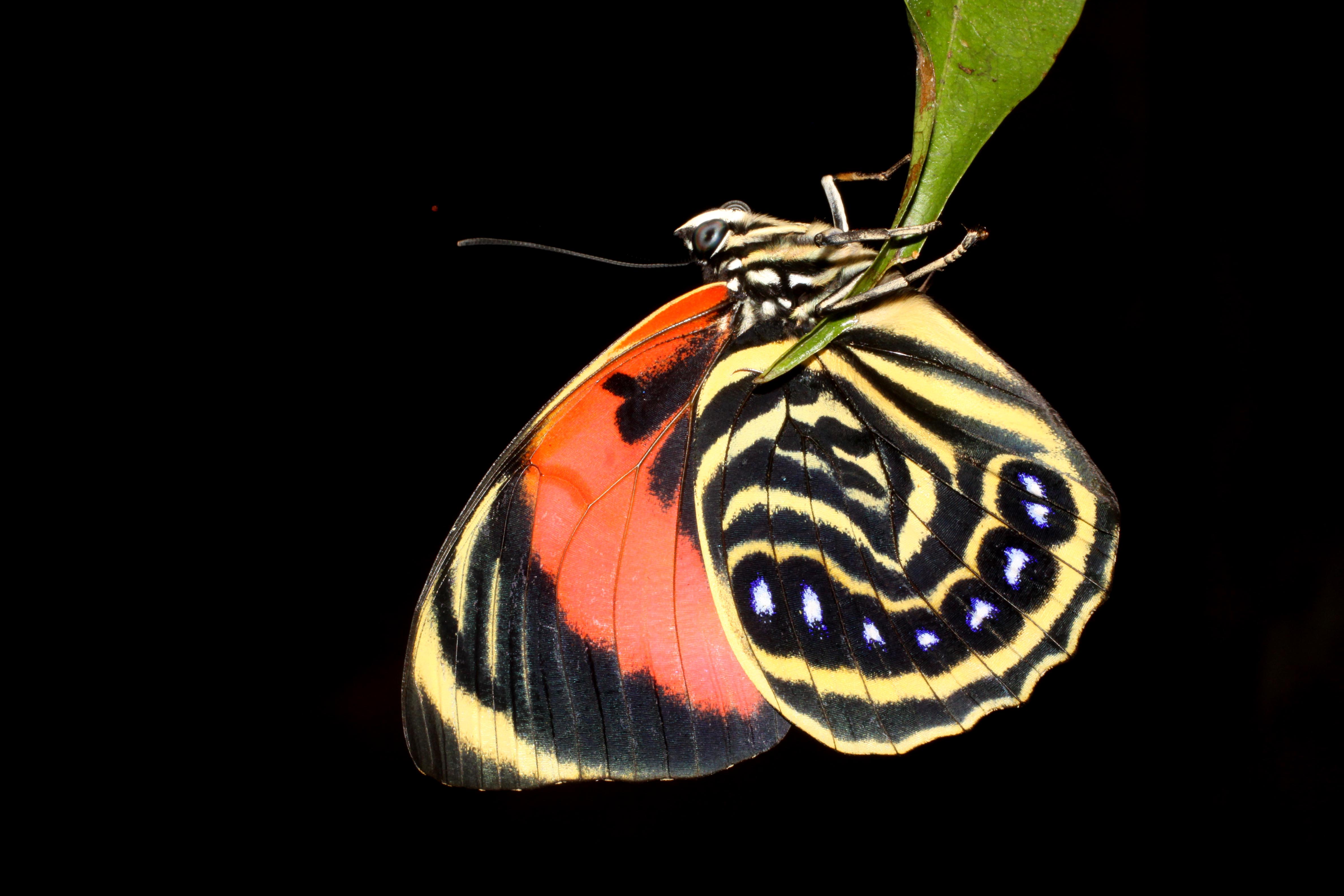 Lepidópteros
